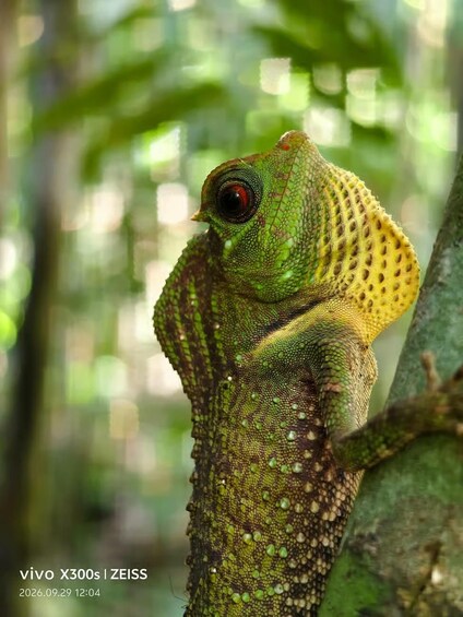 Picture 26 for Activity From Galle: Sinharaja Rainforest Trek & Village Lunch 3