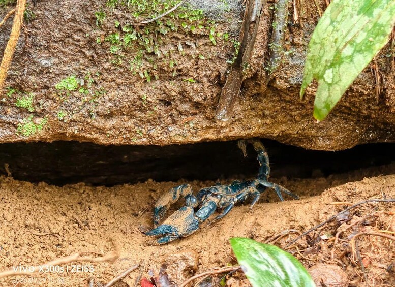 Picture 28 for Activity From Galle: Sinharaja Rainforest Trek & Village Lunch 5