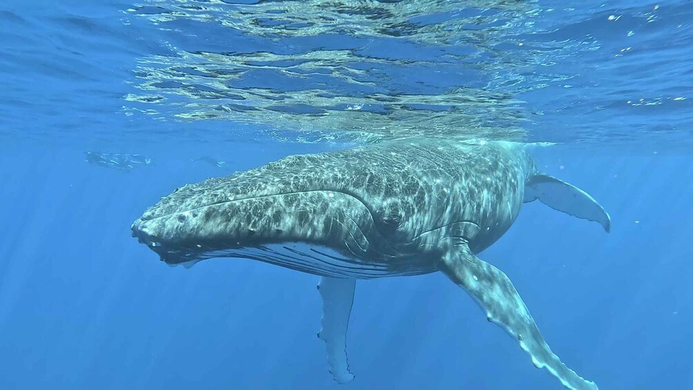 A large whale swimming underwater. 3