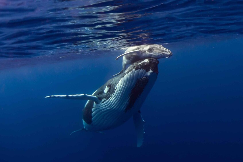 A whale swimming underwater. 1