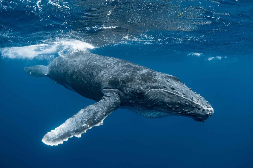 A whale swimming underwater. 4
