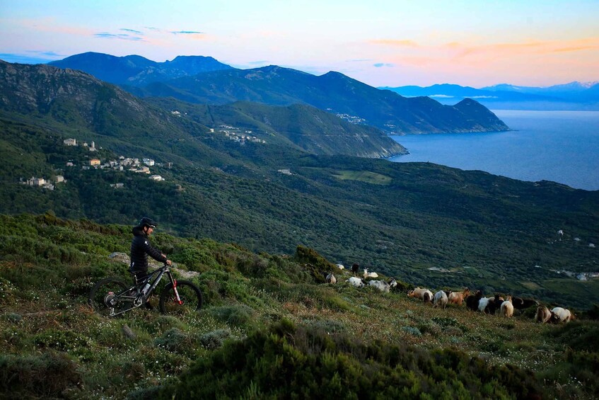Ein Mountainbiker auf einem Pfad, im Hintergrund eine Ziegenherde beim Grasen. 4
