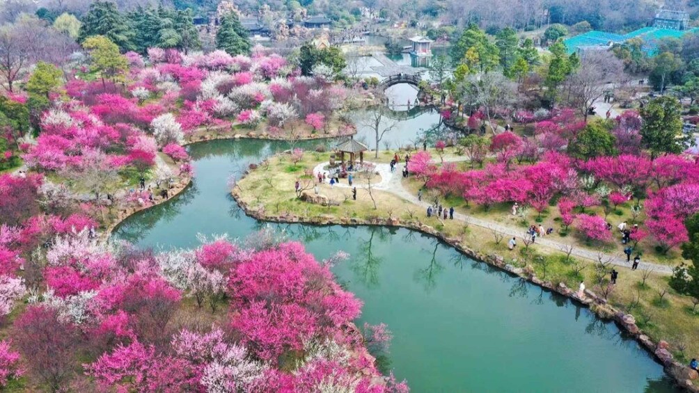 Ein Park mit einem Teich, Kirschblüten und einem traditionellen Pavillon. 3