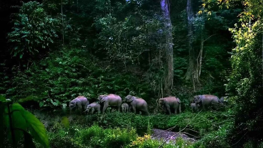 Eine Elefantenherde in dichtem Wald. 4
