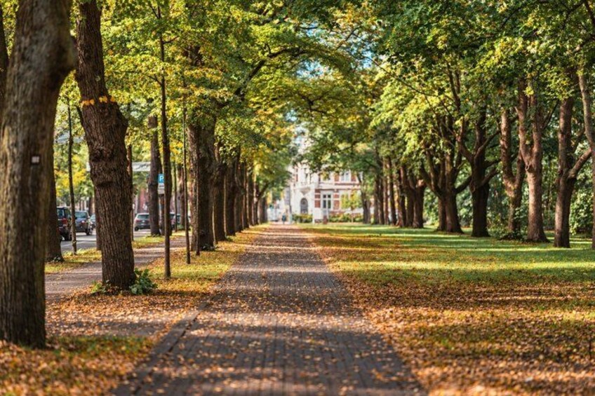 A tree-lined pathway with a brick surface, surrounded by grass and fallen leaves. 2