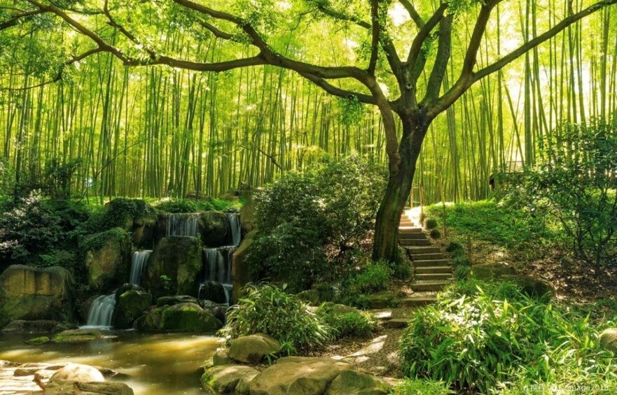 A lush forest with a waterfall, a large tree, and a stone staircase. 2