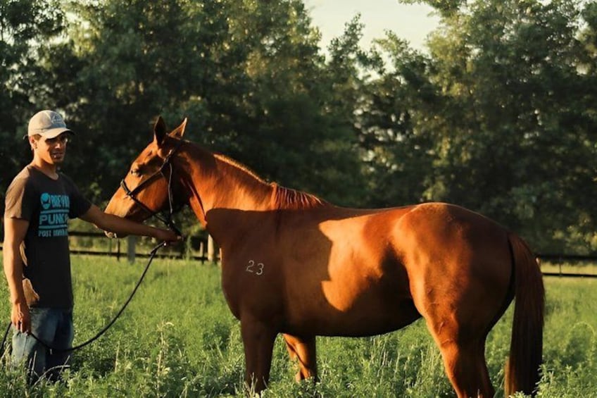 A person leading a horse in a grassy field with trees in the background. 5