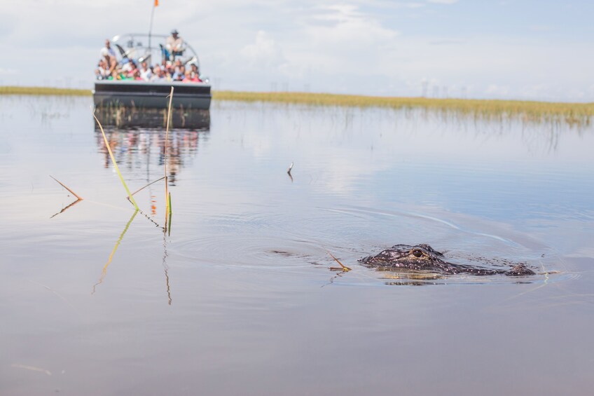 A crocodile in water with a boat and people in the background. 5