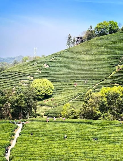 Terraced tea plantations with a pathway and a traditional building on a hill. 3