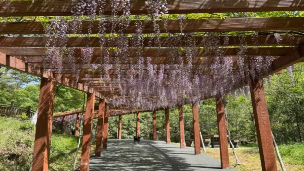 Une pergola en bois ornée de fleurs violettes suspendues. 2