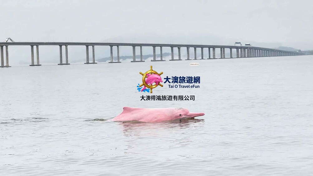 Un dauphin rose nage dans une étendue d’eau, avec un pont en arrière-plan. 5