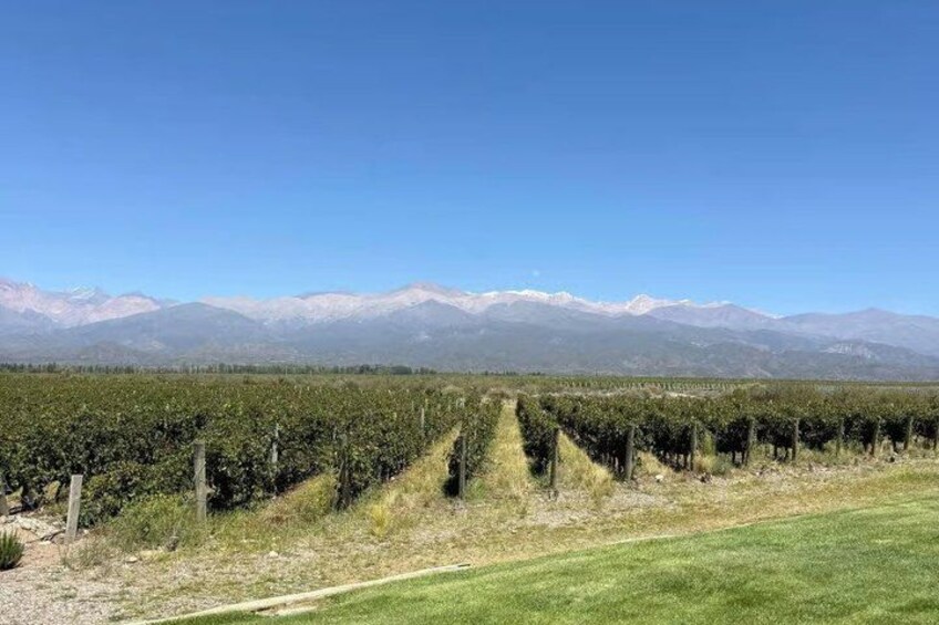 A vineyard with rows of grapevines, a grassy foreground, and a mountain range in the background. 5