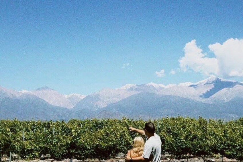 A vineyard with rows of grapevines and a mountainous landscape in the background. 2