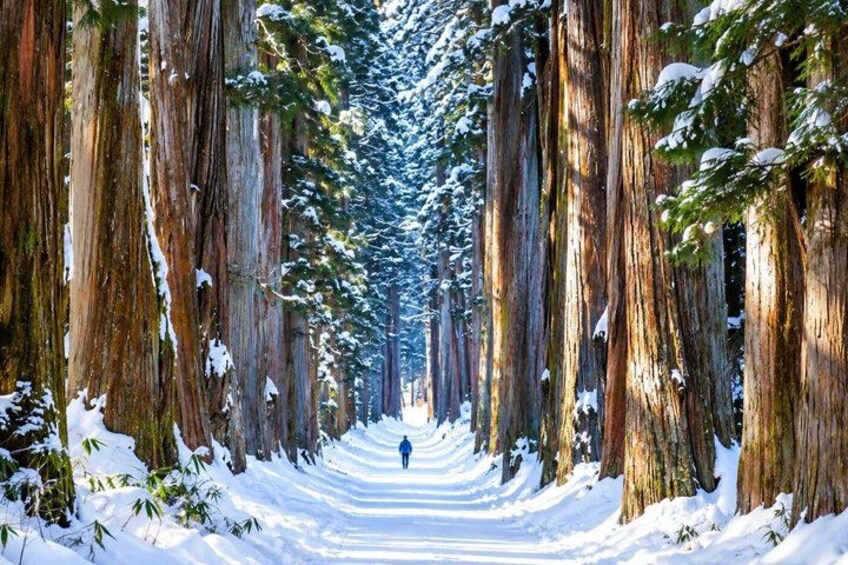 A snow-covered forest path with tall trees. 2