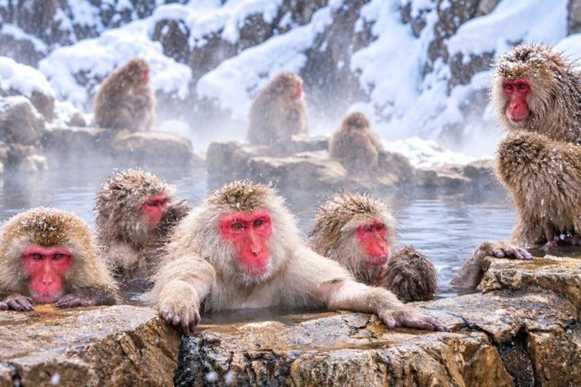 Snow-covered rocks with monkeys in a hot spring. 1