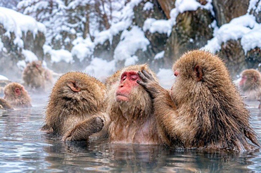 Snow-covered rocks and hot spring water with monkeys. 5