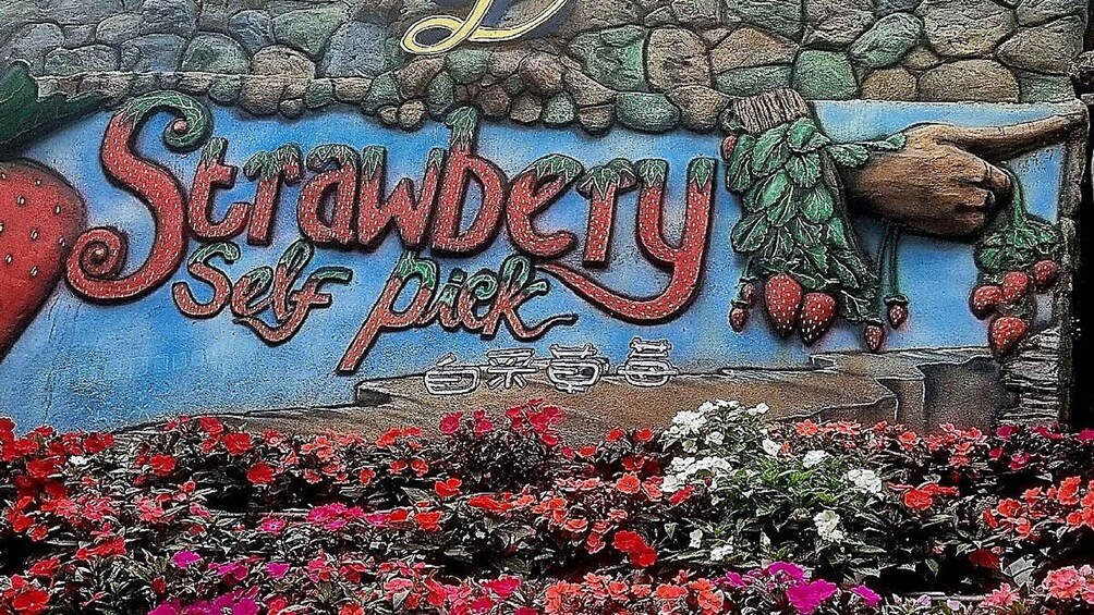 Eine Mauer mit dem Schriftzug 'Strawberry Self Park' und einer Erdbeerpflanze. 3