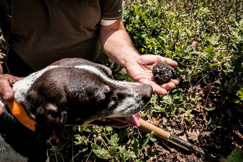 A person holding a dog and a small object, possibly a berry, in a natural setting with green foliage. 3