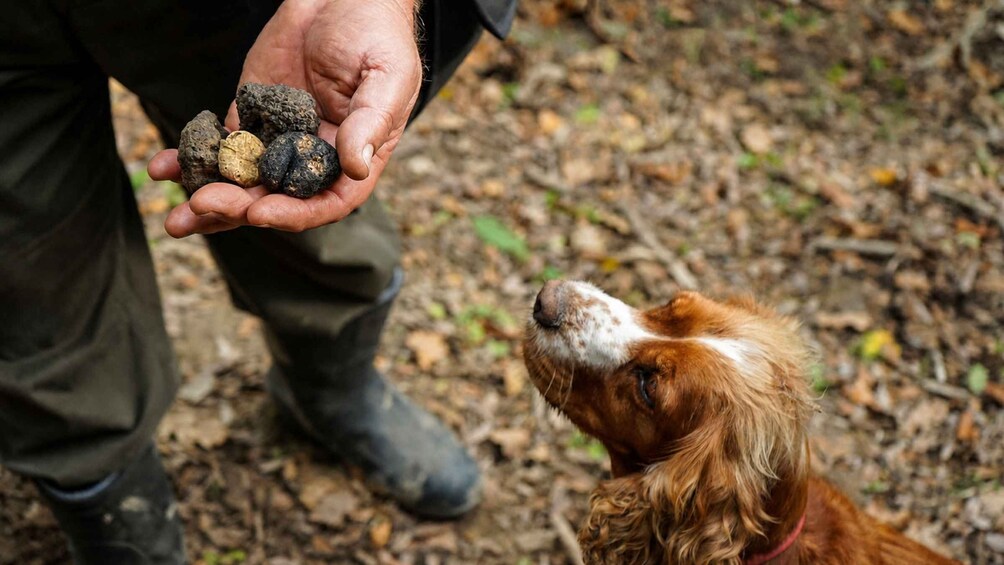 A person holding three objects in their hand, a dog looking up at them, and a forest floor with leaves. 2