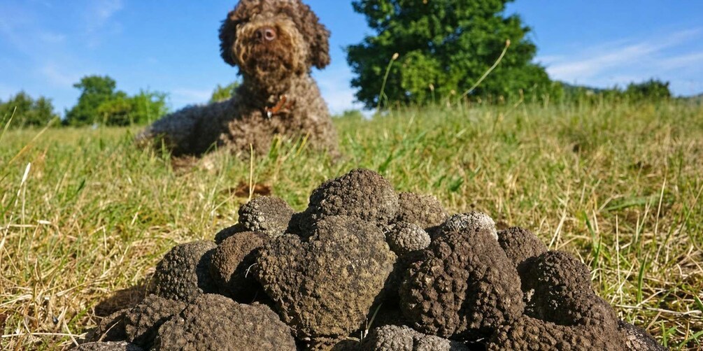 A dog in a grassy field with a pile of rocks in the foreground. 4