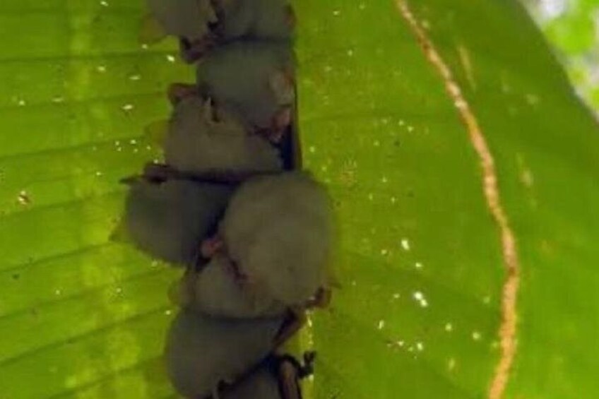 A group of green objects clustered together on a green leaf. 1