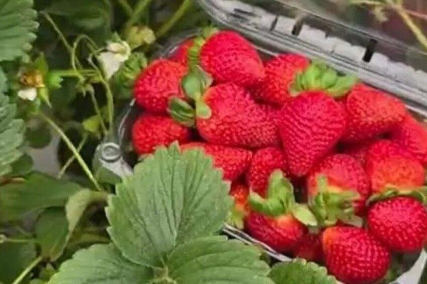 A container of strawberries with green leaves. 4