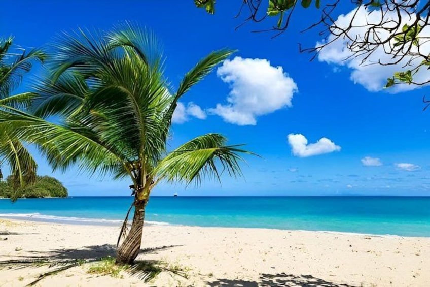 A beach with a palm tree and clear blue water. 5