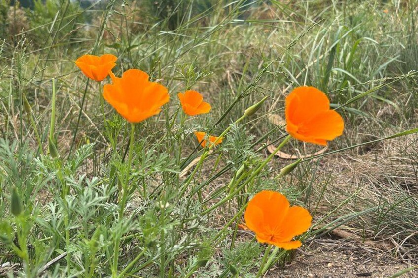 A field of bright orange poppies amidst green grass and dry soil. 2