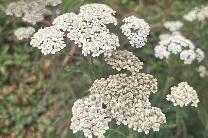 Clusters of white flowers with yellow centers, surrounded by green foliage. 3