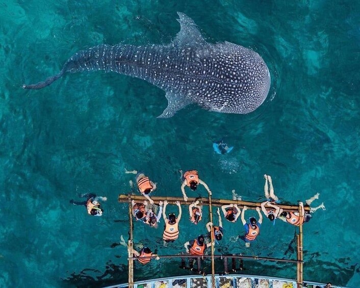 Ein Walhai schwimmt über einer Gruppe von Menschen in einem Boot. 3