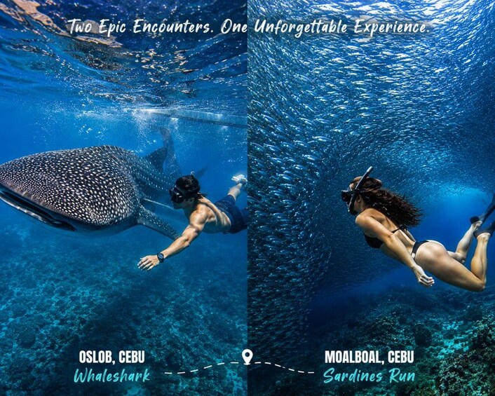 Ein Taucher schwimmt mit einem Walhai in Oslib, Cebu, und ein weiterer Taucher begleitet einen Schwarm Sardinen in Moalboal, Cebu. 1