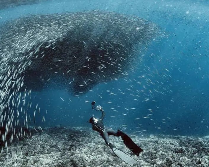 Ein Taucher schwimmt in klarem, blauen Wasser in der Nähe einer großen Fischschwarml. 5