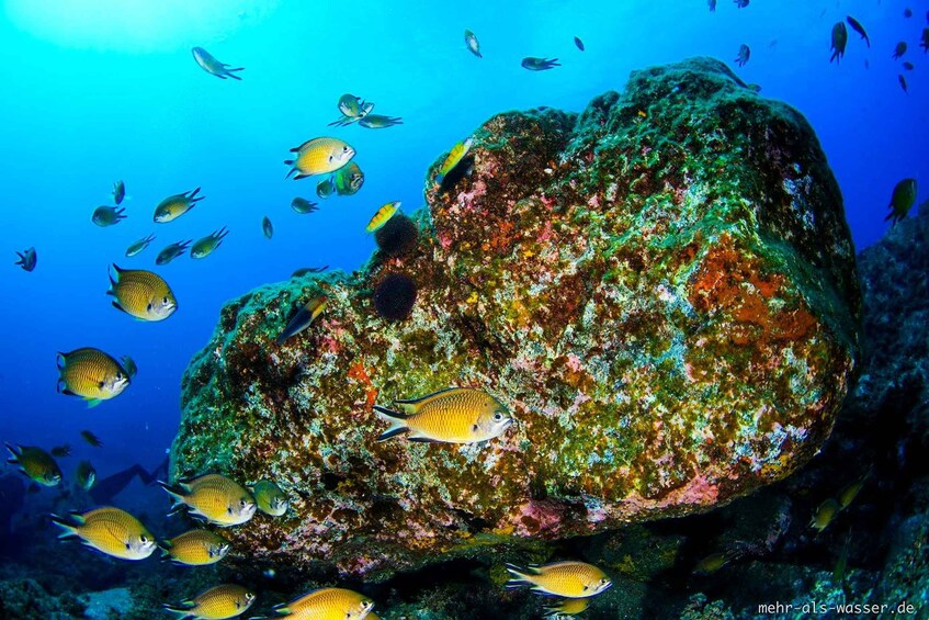 Eine große Felsformation, umgeben von verschiedenen Fischarten in klarem, blauem Wasser. 2