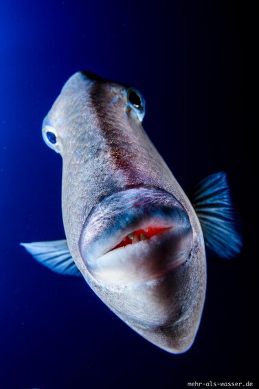 Ein Fisch mit großem Maul und sichtbaren Zähnen schwimmt in einer dunkelblauen Unterwasserlandschaft. 1