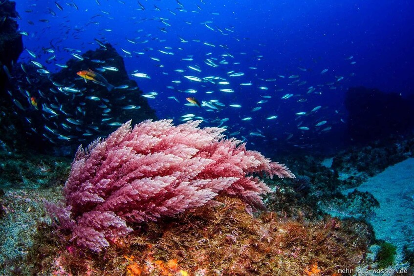 Ein Korallenriff mit einem Schwarm Fische, die darüber schwimmen. 3