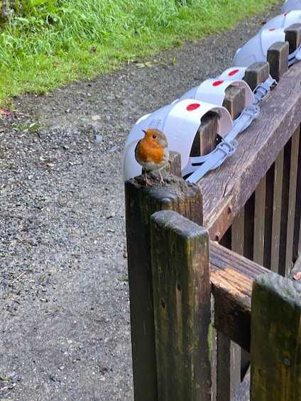 Un oiseau était perché sur une clôture en bois, ornée de motifs blancs et rouges. 1