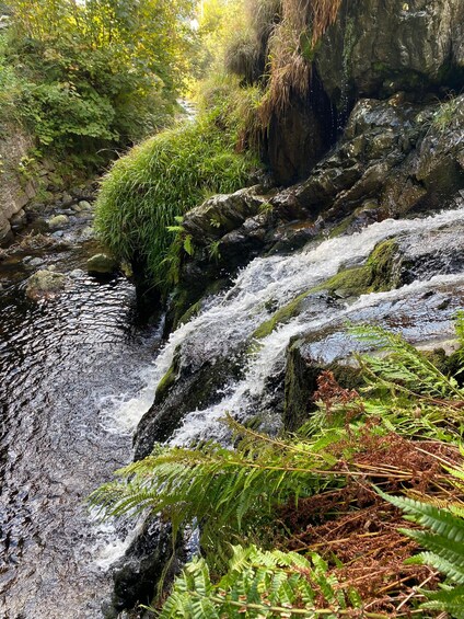 Un ruisseau aux eaux vives, bordé de rochers et de fougères. 4