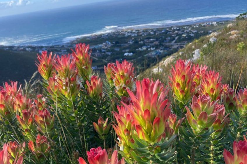 A coastal landscape with red and green succulent plants in the foreground and a view of the ocean and distant town in the background. 3