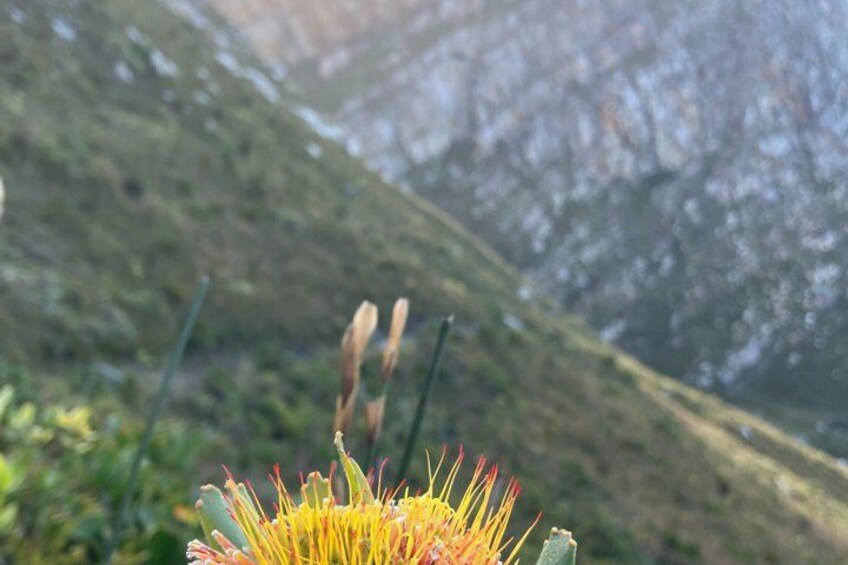 A flower in the foreground with a mountainous landscape in the background. 2