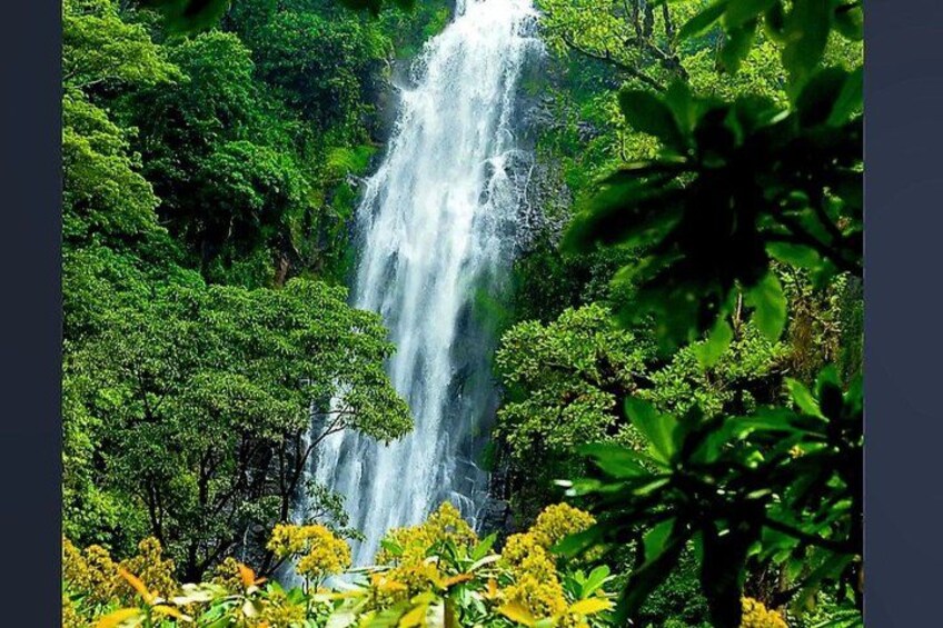 A waterfall surrounded by dense green foliage. 3