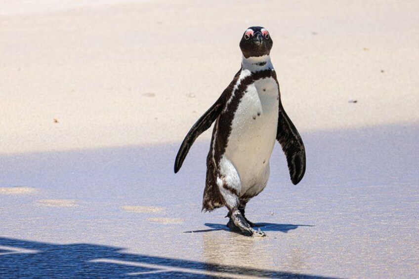A penguin standing on a sandy beach. 1