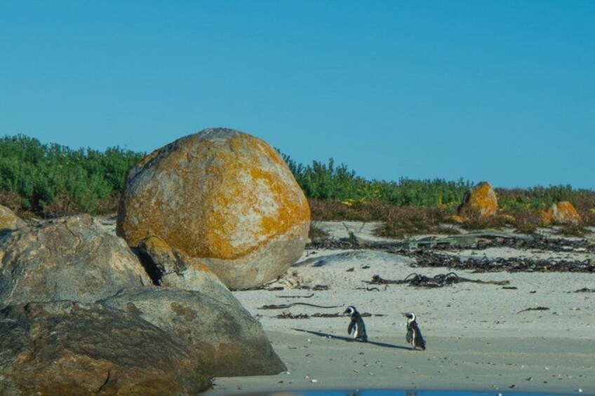 A beach with large rocks and sparse vegetation. 2