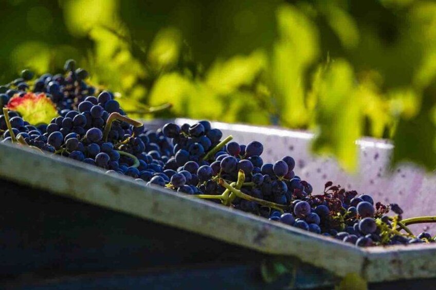 A tray of dark purple grapes in a vineyard. 5