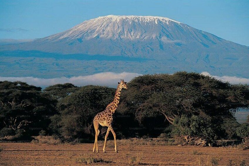 A giraffe standing in a field with a mountain in the background. 2