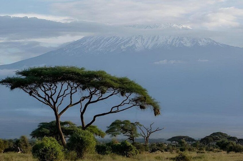 A tree in a savanna landscape with a mountain in the background. 3