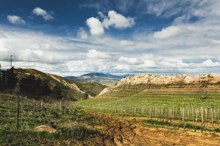A vineyard with rows of grapevines, a hilly landscape, and distant mountains under a partly cloudy sky. 1