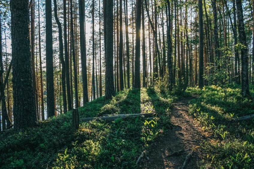 A forest path with tall trees and sunlight filtering through. 5