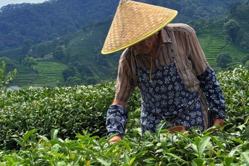 A person in a patterned shirt and hat working in a tea plantation. 2