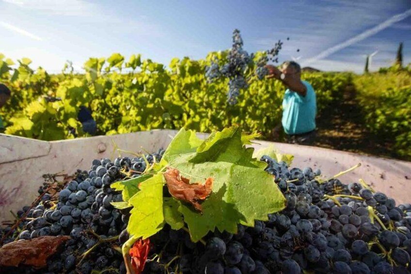 A vineyard with ripe grapes and a worker harvesting them. 1