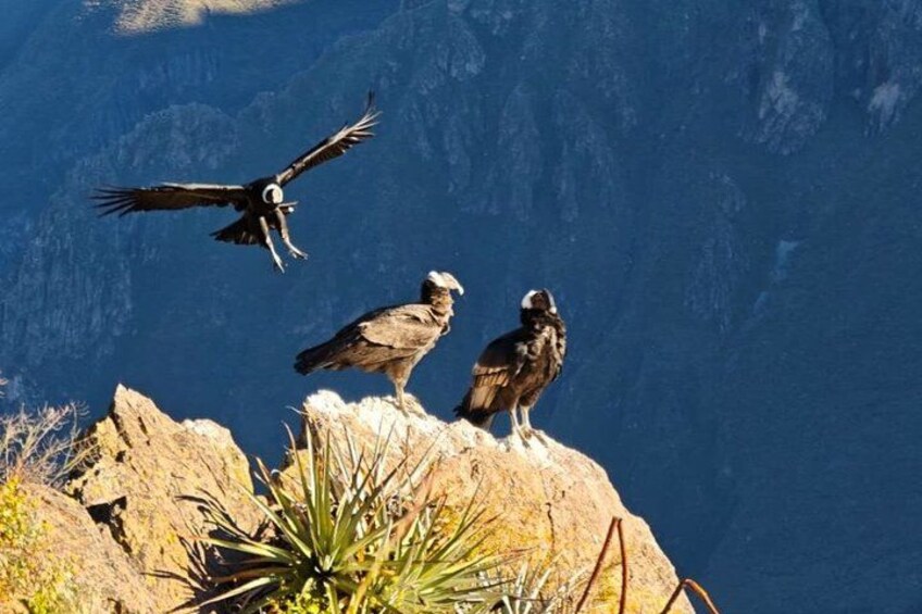 Colca Canyon One Day Tour Hike Condor Viewpoint Inca Trail 1